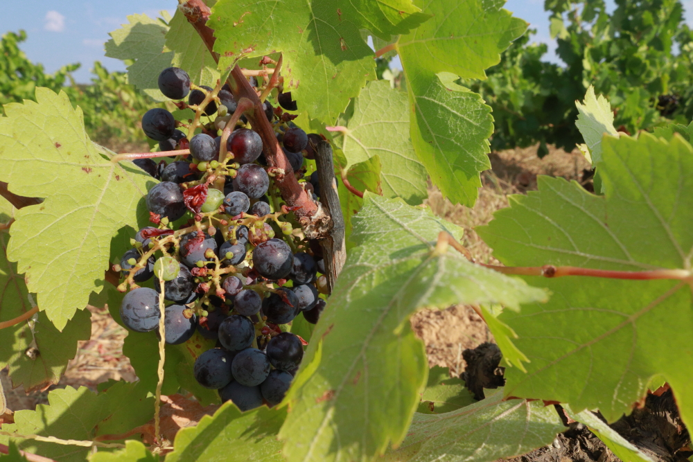 uvas de mencía picoteadas por las aves