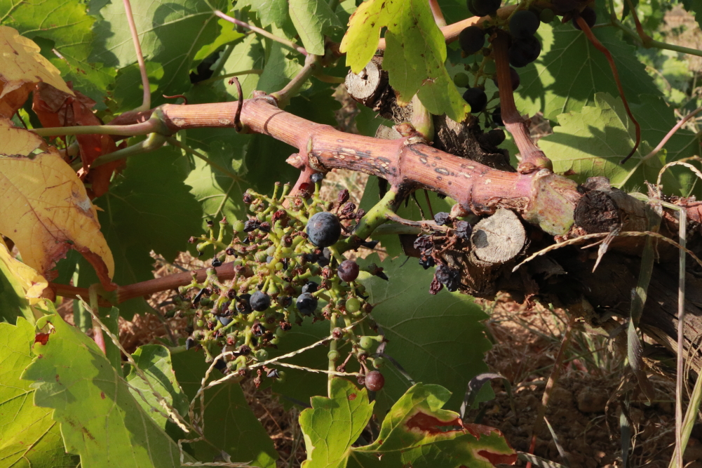 Racimo de mencía que han comido los pájaros